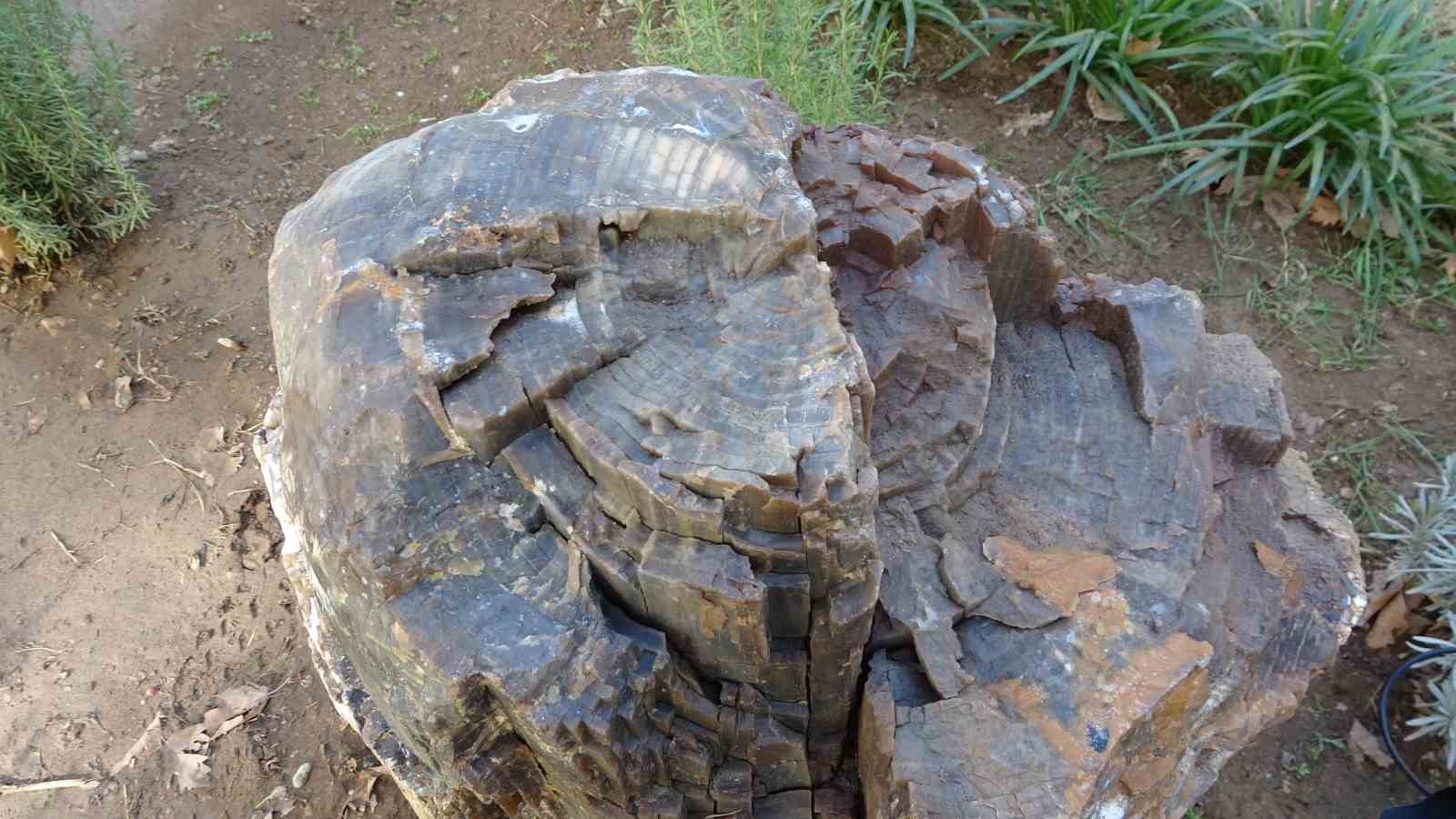 Uşak’ta 10-16 milyon yaşında ağaç fosili bulundu