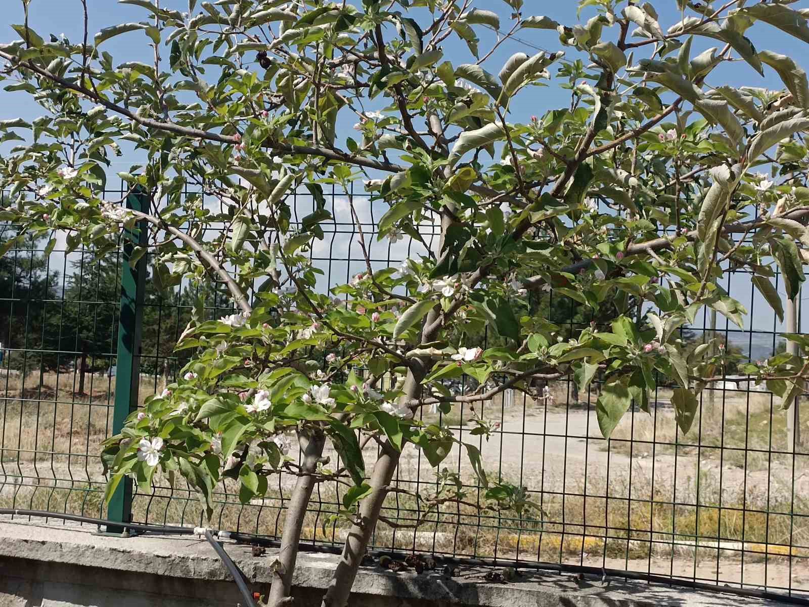 Dallarında meyvesi olan ağaç tekrar çiçek açtı