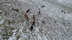 Yaylada kar altında yiyecek arayan yılkı atları havadan görüntülendi