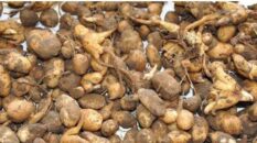 Buldan’da salep toplayan kişiye 547 bin TL ceza uygulandı