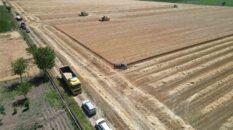 Denizli’de sarı altın hasadı havadan görüntülendi